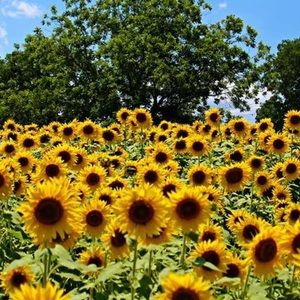 Meet your Posher, Brittney